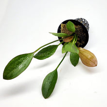 Load image into Gallery viewer, Potted Red Speckled Ozelot Sword-Aquatic Plants-Glass Grown-Glass Grown Aquatics-Aquarium live fish plants, decor