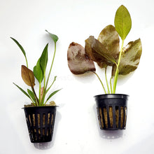 Load image into Gallery viewer, Potted Red Speckled Ozelot Sword-Aquatic Plants-Glass Grown-Glass Grown Aquatics-Aquarium live fish plants, decor