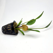 Load image into Gallery viewer, Potted Red Speckled Ozelot Sword-Aquatic Plants-Glass Grown-Glass Grown Aquatics-Aquarium live fish plants, decor