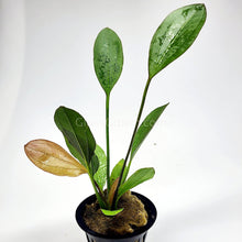 Load image into Gallery viewer, 1 CENT SAMPLE Full Size Green Ozelot Sword 4"-Aquatic Plants-Glass Grown-Glass Grown Aquatics-Aquarium live fish plants, decor