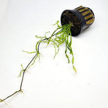 Load image into Gallery viewer, Potted Corkscrew Vesuvius Sword-Aquatic Plants-Glass Grown-Glass Grown Aquatics-Aquarium live fish plants, decor