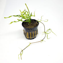 Load image into Gallery viewer, Potted Corkscrew Vesuvius Sword-Aquatic Plants-Glass Grown-Glass Grown Aquatics-Aquarium live fish plants, decor