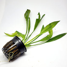 Load image into Gallery viewer, Grower’s Choice Sword Plant 3x Pack-Aquatic Plants-Glass Grown Aquatics-3x Pots-Glass Grown Aquatics-Aquarium live fish plants, decor