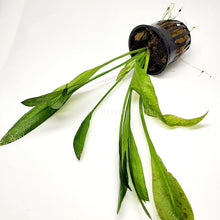 Load image into Gallery viewer, Potted Amazon Sword-Aquatic Plants-Glass Grown-Glass Grown Aquatics-Aquarium live fish plants, decor