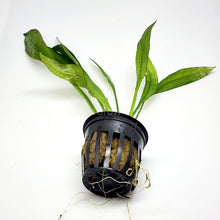 Load image into Gallery viewer, Potted Amazon Sword-Aquatic Plants-Glass Grown-Glass Grown Aquatics-Aquarium live fish plants, decor