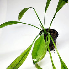Load image into Gallery viewer, Potted Amazon Sword-Aquatic Plants-Glass Grown-Glass Grown Aquatics-Aquarium live fish plants, decor