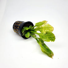 Load image into Gallery viewer, Potted Rosette Sword-Aquatic Plants-Glass Grown-Glass Grown Aquatics-Aquarium live fish plants, decor
