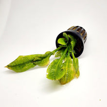 Load image into Gallery viewer, Potted Rosette Sword-Aquatic Plants-Glass Grown-Glass Grown Aquatics-Aquarium live fish plants, decor