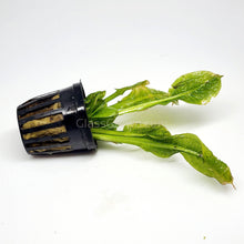 Load image into Gallery viewer, Potted Rosette Sword-Aquatic Plants-Glass Grown-Glass Grown Aquatics-Aquarium live fish plants, decor