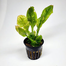 Load image into Gallery viewer, Grower’s Choice Sword Plant 3x Pack-Aquatic Plants-Glass Grown Aquatics-3x Pots-Glass Grown Aquatics-Aquarium live fish plants, decor