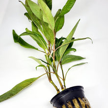 Load image into Gallery viewer, Potted Temple Plant (Hygrophila Corymbosa)-Aquatic Plants-Glass Grown-Glass Grown Aquatics-Aquarium live fish plants, decor