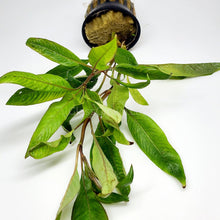 Load image into Gallery viewer, Potted Temple Plant (Hygrophila Corymbosa)-Aquatic Plants-Glass Grown-Glass Grown Aquatics-Aquarium live fish plants, decor
