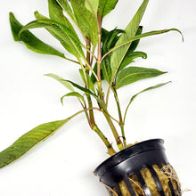 Load image into Gallery viewer, Potted Temple Plant (Hygrophila Corymbosa)-Aquatic Plants-Glass Grown-Glass Grown Aquatics-Aquarium live fish plants, decor
