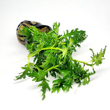 Load image into Gallery viewer, Potted Water Wisteria (Hygrophila Difformis)-Aquatic Plants-Glass Grown-Glass Grown Aquatics-Aquarium live fish plants, decor