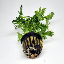 Load image into Gallery viewer, Potted Water Wisteria (Hygrophila Difformis)-Aquatic Plants-Glass Grown-Glass Grown Aquatics-Aquarium live fish plants, decor