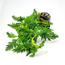 Load image into Gallery viewer, Potted Water Wisteria (Hygrophila Difformis)-Aquatic Plants-Glass Grown-Glass Grown Aquatics-Aquarium live fish plants, decor