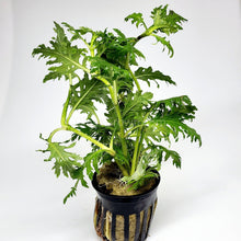 Load image into Gallery viewer, Potted Water Wisteria (Hygrophila Difformis)-Aquatic Plants-Glass Grown-Glass Grown Aquatics-Aquarium live fish plants, decor