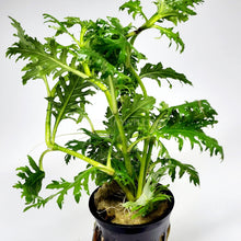 Load image into Gallery viewer, Potted Water Wisteria (Hygrophila Difformis)-Aquatic Plants-Glass Grown-Glass Grown Aquatics-Aquarium live fish plants, decor