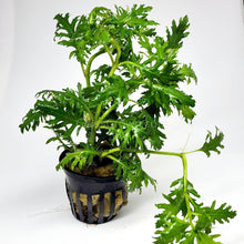 Load image into Gallery viewer, Potted Water Wisteria (Hygrophila Difformis)-Aquatic Plants-Glass Grown-Glass Grown Aquatics-Aquarium live fish plants, decor