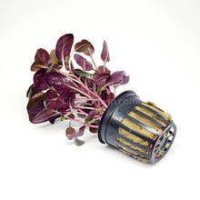 Load image into Gallery viewer, Potted Cardinal Plant-Aquatic Plants-Glass Grown-Glass Grown Aquatics-Aquarium live fish plants, decor