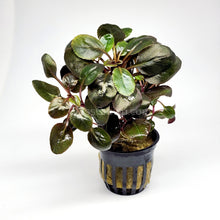 Load image into Gallery viewer, Potted Cardinal Plant-Aquatic Plants-Glass Grown-Glass Grown Aquatics-Aquarium live fish plants, decor