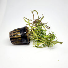 Load image into Gallery viewer, Potted Pogostemon Stellatus 'Octopus'-Aquatic Plants-Glass Grown Aquatics-Glass Grown Aquatics-Aquarium live fish plants, decor