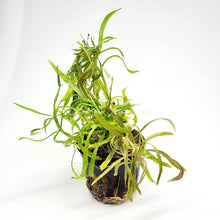 Load image into Gallery viewer, Potted Pogostemon Stellatus 'Octopus'-Aquatic Plants-Glass Grown Aquatics-Glass Grown Aquatics-Aquarium live fish plants, decor