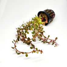 Load image into Gallery viewer, Rotala Vietam H'ra-Aquatic Plants-Glass Grown-Bunch-Glass Grown Aquatics-Aquarium live fish plants, decor