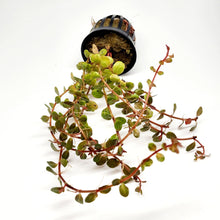 Load image into Gallery viewer, Potted Rotala Vietam H'ra-Aquatic Plants-Glass Grown-Glass Grown Aquatics-Aquarium live fish plants, decor