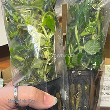 Load image into Gallery viewer, Potted Water Wisteria (Hygrophila Difformis)-Aquatic Plants-Glass Grown-Glass Grown Aquatics-Aquarium live fish plants, decor