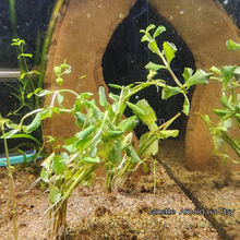 Load image into Gallery viewer, Potted Water Wisteria (Hygrophila Difformis)-Aquatic Plants-Glass Grown-Glass Grown Aquatics-Aquarium live fish plants, decor