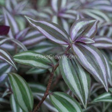 Load image into Gallery viewer, Purple Zebrina 2" Pot-Aquatic Plants-Glass Grown-Glass Grown Aquatics-Aquarium live fish plants, decor
