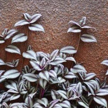 Load image into Gallery viewer, Purple Zebrina 2" Pot-Aquatic Plants-Glass Grown-Glass Grown Aquatics-Aquarium live fish plants, decor