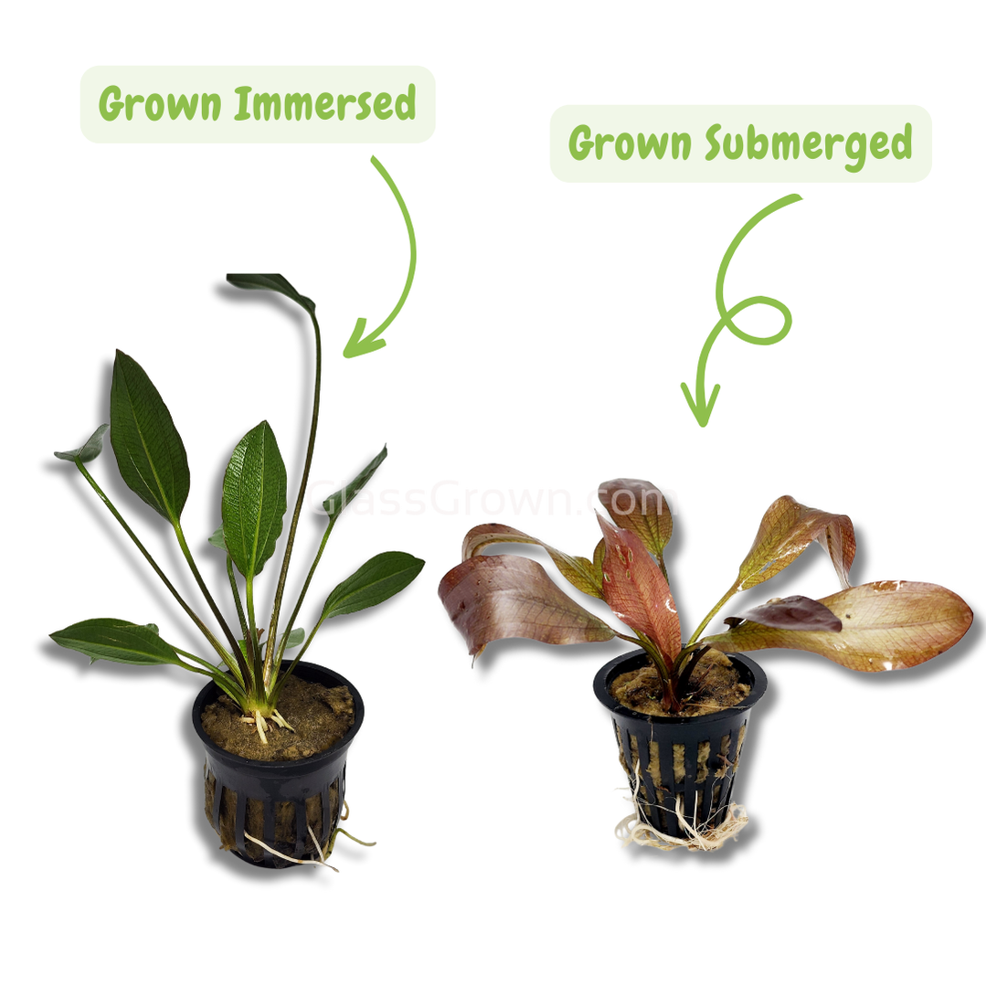 Potted Red Melon Sword – Glass Grown Aquatics