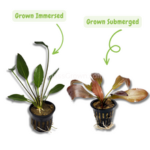 Load image into Gallery viewer, Potted Red Melon Sword-Aquatic Plants-Glass Grown-Glass Grown Aquatics-Aquarium live fish plants, decor