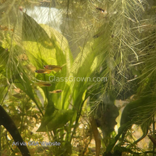 Load image into Gallery viewer, Red Neon Blue Eye Rainbowfish 6 Pack-Live Animals-Glass Grown Aquatics-School of 6-Glass Grown Aquatics-Aquarium live fish plants, decor