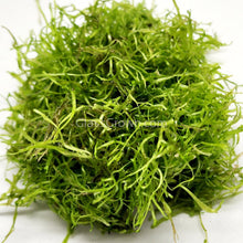 Load image into Gallery viewer, 1 CENT SAMPLE Mystery Moss-Aquatic Plants-Glass Grown Aquatics-Glass Grown Aquatics-Aquarium live fish plants, decor