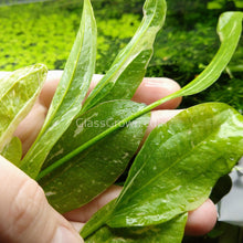 Load image into Gallery viewer, Grower’s Choice Sword Plant 3x Pack-Aquatic Plants-Glass Grown Aquatics-3x Pots-Glass Grown Aquatics-Aquarium live fish plants, decor