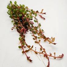 Load image into Gallery viewer, Bunch Rotala Vietam H'ra NYE-Aquatic Plants-Glass Grown-Glass Grown Aquatics-Aquarium live fish plants, decor