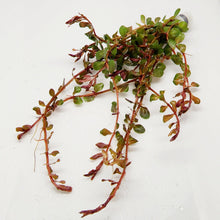 Load image into Gallery viewer, Bunch Rotala Vietam H'ra NYE-Aquatic Plants-Glass Grown-Glass Grown Aquatics-Aquarium live fish plants, decor