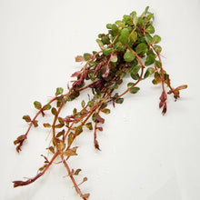 Load image into Gallery viewer, Bunch Rotala Vietam H'ra NYE-Aquatic Plants-Glass Grown-Glass Grown Aquatics-Aquarium live fish plants, decor