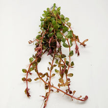 Load image into Gallery viewer, Bunch Rotala Vietam H'ra NYE-Aquatic Plants-Glass Grown-Glass Grown Aquatics-Aquarium live fish plants, decor