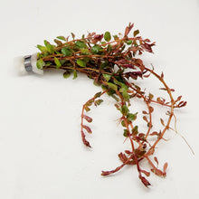 Load image into Gallery viewer, Bunch Rotala Vietam H'ra NYE-Aquatic Plants-Glass Grown-Glass Grown Aquatics-Aquarium live fish plants, decor