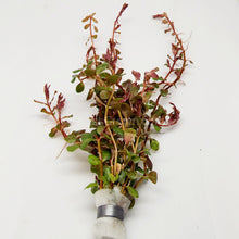 Load image into Gallery viewer, Bunch Rotala Vietam H'ra NYE-Aquatic Plants-Glass Grown-Glass Grown Aquatics-Aquarium live fish plants, decor