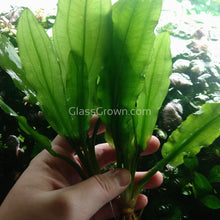 Load image into Gallery viewer, Grower’s Choice Sword Plant 3x Pack-Aquatic Plants-Glass Grown Aquatics-3x Pots-Glass Grown Aquatics-Aquarium live fish plants, decor