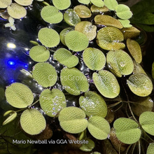 Load image into Gallery viewer, Salvinia Minima 4oz Portion-Aquatic Plants-Glass Grown-Glass Grown Aquatics-Aquarium live fish plants, decor
