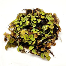 Load image into Gallery viewer, Salvinia Minima 4oz Portion-Aquatic Plants-Glass Grown-Glass Grown Aquatics-Aquarium live fish plants, decor