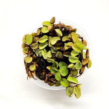 Load image into Gallery viewer, Salvinia Minima 4oz Portion-Aquatic Plants-Glass Grown-Glass Grown Aquatics-Aquarium live fish plants, decor