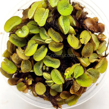 Load image into Gallery viewer, Salvinia Minima 4oz Portion-Aquatic Plants-Glass Grown-Glass Grown Aquatics-Aquarium live fish plants, decor