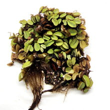 Load image into Gallery viewer, Salvinia Minima 4oz Portion-Aquatic Plants-Glass Grown-Glass Grown Aquatics-Aquarium live fish plants, decor